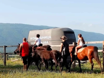 Brdski konj