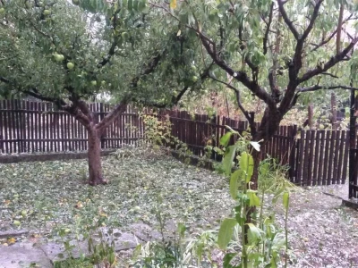 breskve, šljive