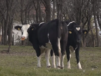 Briga i ljubav prema životinjama najvažniji