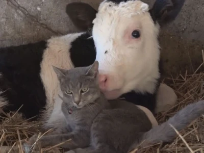 Briga i ljubav prema životinjama najvažniji