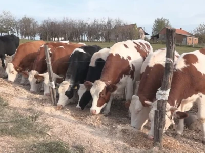 Briga i ljubav prema životinjama najvažniji