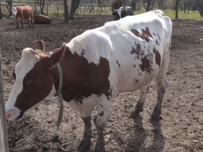 Briga i ljubav prema životinjama najvažniji