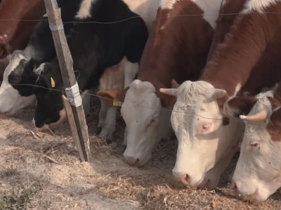Briga i ljubav prema životinjama najvažniji