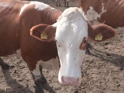 Briga i ljubav prema životinjama najvažniji