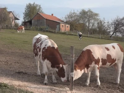 Briga i ljubav prema životinjama najvažniji