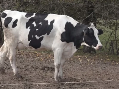 Briga i ljubav prema životinjama najvažniji