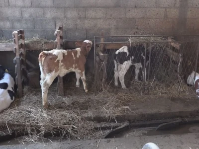 Briga i ljubav prema životinjama najvažniji