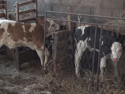 Briga i ljubav prema životinjama najvažniji