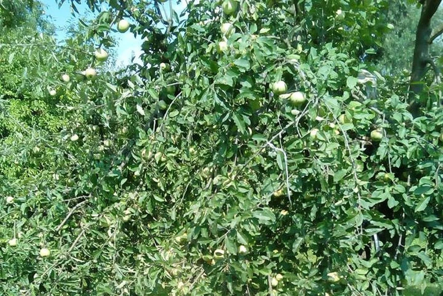 Budimka