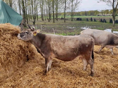 Buša