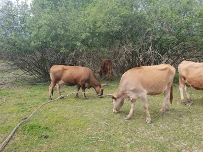 Buša