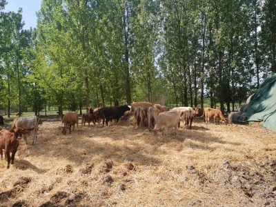 Buša