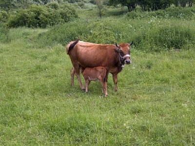Buša