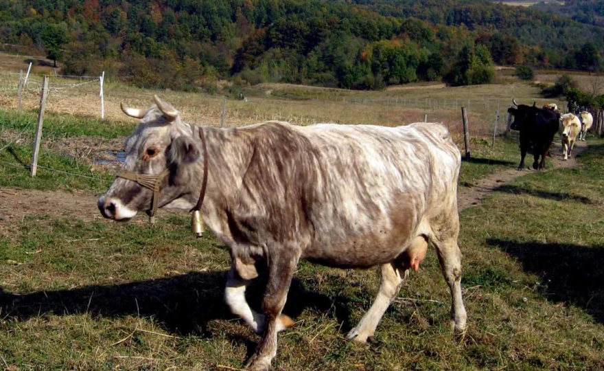 Bu&scaron;a