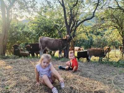 Bušama spasili porodično imanje