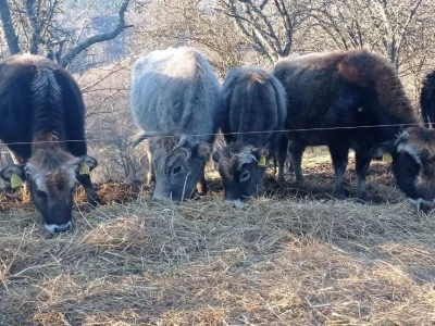 Bušama spasili porodično imanje