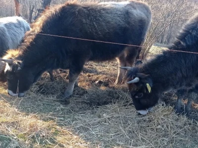 Bušama spasili porodično imanje