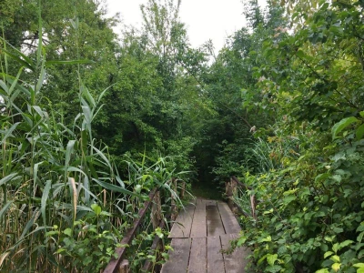 Carska bara