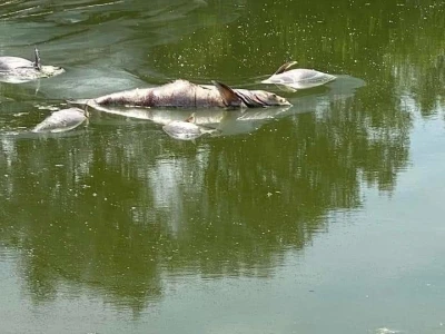 Čonopljansko jezero - pomor ribe