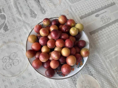 Čorba od džanarike