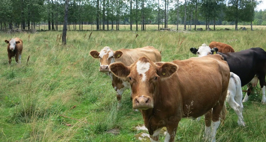 Krave