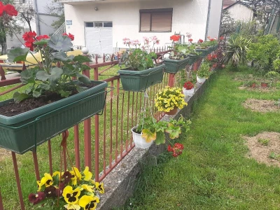 Cveće se sadi u aprilu i maju