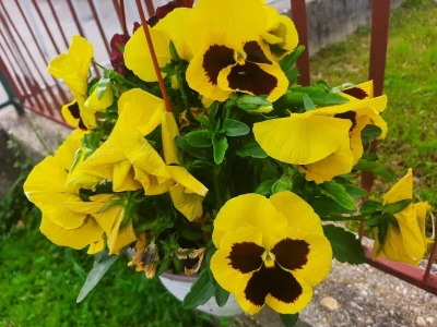 Cveće se sadi u aprilu i maju
