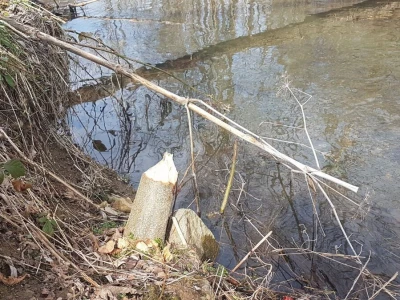 Dabar - Od istrebljenja do velikog povratka na srpske reke