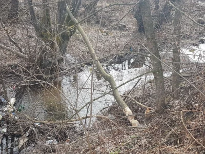 Dabar - Od istrebljenja do velikog povratka na srpske reke