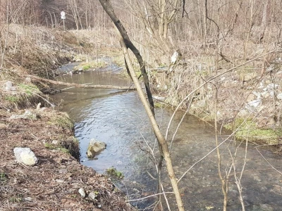 Dabar - Od istrebljenja do velikog povratka na srpske reke