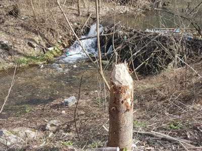 Dabar - Od istrebljenja do velikog povratka na srpske reke