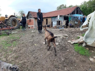 Danijel