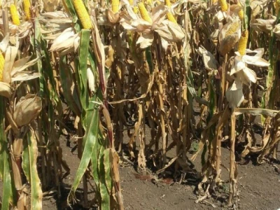 Dekalb hibridi