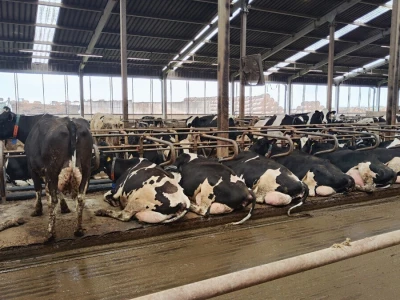 Deltina farma goveda na Petrović salašu