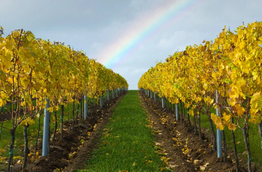 Duga iznad vinograda