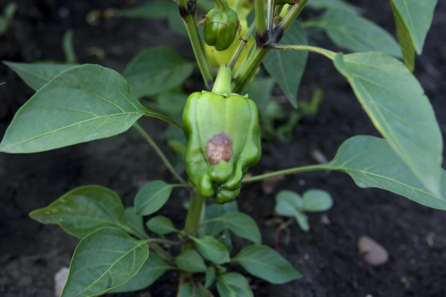 Antraknoza paprike