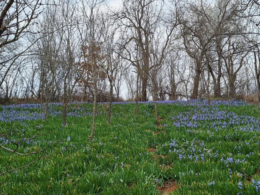 &Scaron;ljive su se osu&scaron;ile, pa im služe samo da se drže za njih tokom berbe zumbula