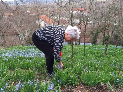 Dimitrijevići iz Taskovića imaju sopstveno brdo sa zumbulima