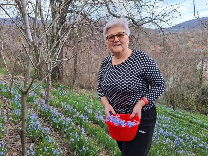 Ove godine berba je trajala kratko, kaže Slavica