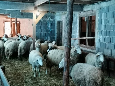 Dimitrijevići sa stranih prešli na domaću rasu
