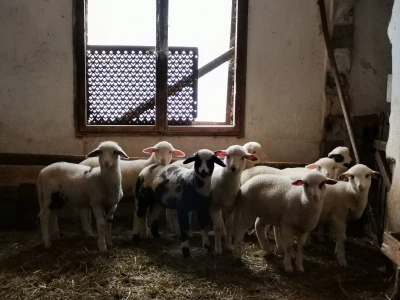 Dimitrijevići sa stranih prešli na domaću rasu