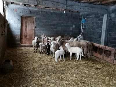 Dimitrijevići sa stranih prešli na domaću rasu