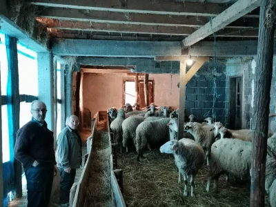 Dimitrijevići sa stranih prešli na domaću rasu