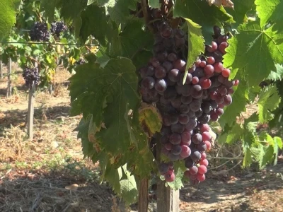 Dobar kvalitet ovogodišnjeg grožđa