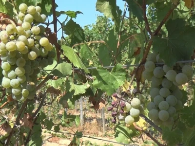 Dobar kvalitet ovogodišnjeg grožđa