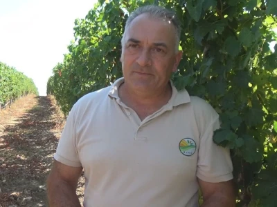 Dobar kvalitet ovogodišnjeg grožđa