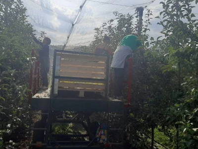 Dobar prinos a dobar i kvalitet, kakva će biti cena? Foto: M. Lazarević