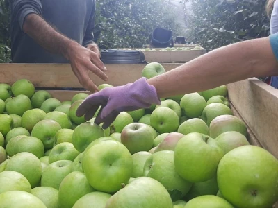Dobar prinos a dobar i kvalitet, kakva će biti cena? Foto: M. Lazarević
