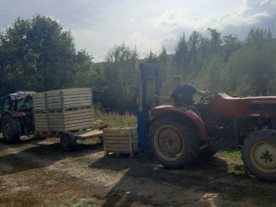 Dobar prinos a dobar i kvalitet, kakva će biti cena? Foto: M. Lazarević