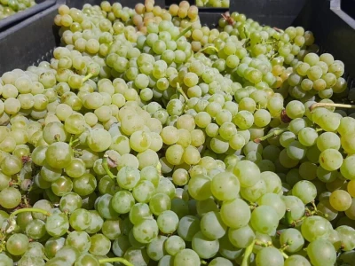Dobar prinos groždja u Kraljevim vinogradima, foto: M. Lazarević